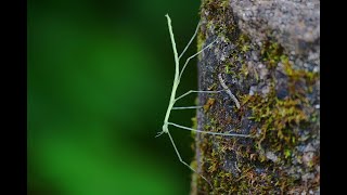 ナナフシ七節の幼虫 ～ phasmids larva ～ [upl. by Cyrilla]