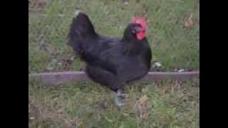 Australorps schwarz Australorp black Australorp noir Exposition Avicole VillageNeuf 2013 [upl. by Prasad107]