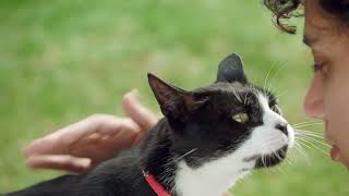 NexGard SPECTRA® SpotOn for Cats Parasite Protection 30quot  Lets go TV Commercial [upl. by Anerok]