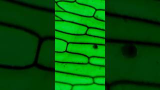 Onion Skin Under The Microscope trending microscope biology shorts [upl. by Lleryd]