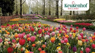 Enjoy this new video of our beautiful park🌷  Keukenhof Virtually Open [upl. by Jermaine]