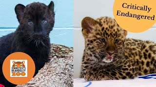 Rare adorable baby Amur Leopards born at the zoo [upl. by Lowenstein]