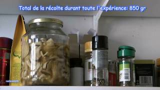 Faire pousser des Pleurotes BIO vidéo 3 culture maison de champignons [upl. by Latea]