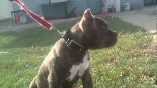 Hmong pitbull RAZOR [upl. by Rebecka]