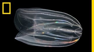 What are Comb Jellies and Why is Their Poop Important  National Geographic [upl. by Cristian]