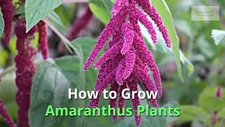 Amaranthus Growing Guide [upl. by Gaylene926]