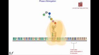 La traduction de lARN messager en protéines Animation [upl. by Pietrek]