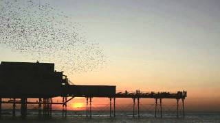 Starlings in Aberystwyth [upl. by Michelle973]