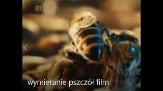 wymieranie pszczół film agresywne pszczoły zabójcy odporniejsze [upl. by Doggett221]