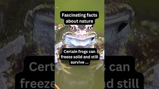 This Frog Survives Even After Being Frozen X Nature fact nature frog [upl. by Imelda277]