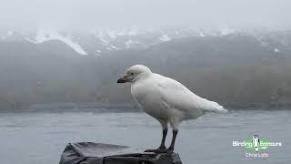 A Friendly Snowy Sheathbill Visits our Ship  Antarctica Birding Cruise Tour [upl. by Lertnom]