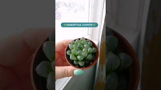 haworthia cooperi rosliny plant plantcare urbangardening rośliny urbanjungle garden greenfeed [upl. by Kcirdec]