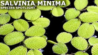 Salvinia Minima Aquarium Plant Care Guide and Species Spotlight [upl. by Zaid]