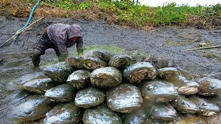 fishing videoshook fishing reel fishing fish hunter fish Catching fishing মাছধরা [upl. by Asilahs]