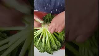 how to clean the TATSOIshortsvideo satisfyingvedio asmr asmrcooking foodlover [upl. by Bolger519]