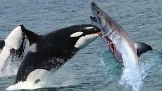 The KILLER ORCAS How They Take Down Great White Sharks [upl. by Hsakaa619]