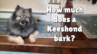 How Much Does A Keeshond Bark [upl. by Tris]