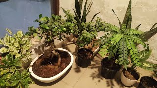 House Plants amp Care Tips [upl. by Harms241]