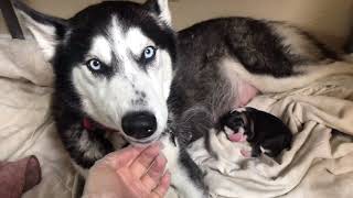 Alaskan husky birthing 8 puppies [upl. by Hanahs557]