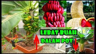 Pisang Pendek Buah Lebat Dlm Pot Cara TanamRawatJenisCocopeat  How to Plant Banana in Container [upl. by Renita589]