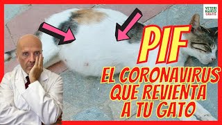 PIF 🆘 EL CORONAVIRUS FELINO MORTAL EN GATOS 🆘 TODO SOBRE LA PERITONITIS INFECCIOSA FELINA [upl. by Pazit]