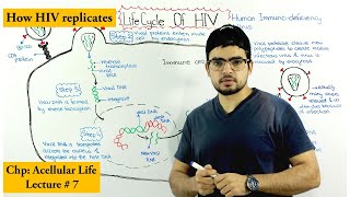 How HIV Meds Work Part 1 HIV Life Cycle [upl. by Aitnas]