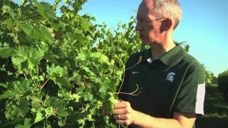 Controlling Grape Phylloxera with Rufus Isaacs [upl. by Brear750]