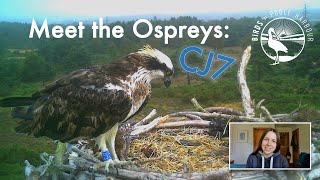 Meet the Poole Harbour Ospreys CJ7 [upl. by Persis]