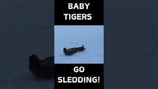 BABY TIGER SLEDDING [upl. by Willamina]