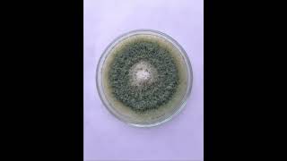 Trichoderma as Biocontrol Agent [upl. by Niawtna]