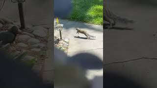 Squirrel friend squirreling around [upl. by Brout26]