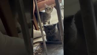 Nasılda yemek beklıyorlar analı kızlı 🥰 müzik cute kedi [upl. by Stanway]