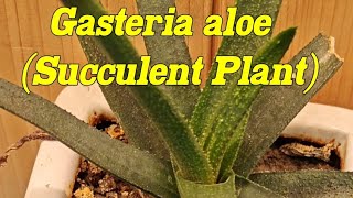 Gasteria aloe Gasteria acinafolialace aloe Aloe flow Aloe aristrata [upl. by Ubana]