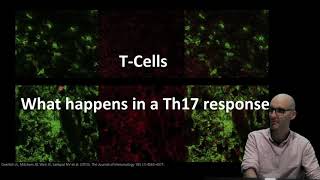 What do Th17 cells do [upl. by Repohtsirhc]