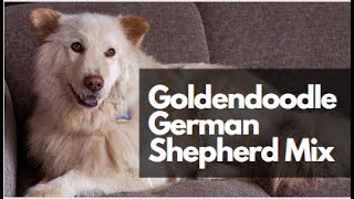 Goldendoodle German Shepherd Mix  Shepadoodle [upl. by Ledba]