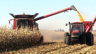 Corn Harvest 2023  Case IH 5140 AxialFlow Combines Harvesting Corn  Ontario Canada [upl. by Marquet]