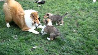 Rough Collie Puppies [upl. by Lustig]