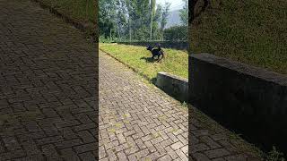 Cão a ladrar 🤣🤣 animais cao cachorro pets cachorros dog animals risos ladrar rossa show [upl. by Norbie746]