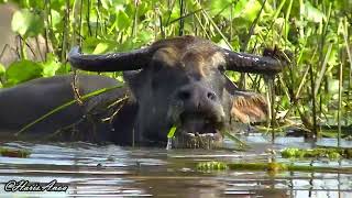 Kerbau rawa Bubalus bubalis Asian water buffalo [upl. by Nwahs]