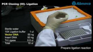 PCR Cloning III Ligation [upl. by Winograd]