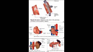 Pancreas Relations Anatomy Quick Revision University Exam [upl. by Sumahs149]