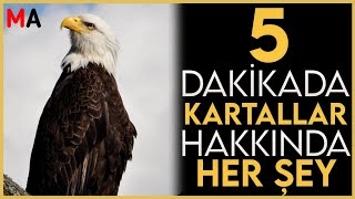 5 Dakikada Kartallar Hakkında Her Şey [upl. by Vikki]