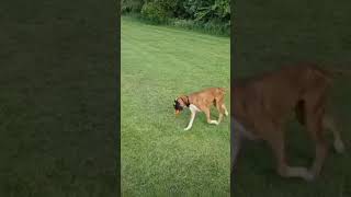 boxerdog traning dogtraning foryou foryoupage foryourpage puppy life dogs [upl. by Remliw71]