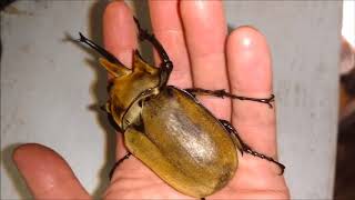 A giant elephant beetle is making a hissing noise Megasoma elephas elephas stridulating [upl. by Gurney311]