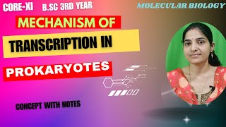 Mechanism Of Transcription In Prokaryotes BSc 3rd YearInitiationelongationtermination [upl. by Dusa]