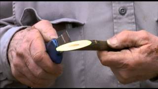 How to perform whip grafting of walnuts  UCANR [upl. by Thapa]