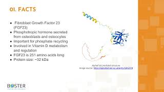 Learn FGF23 in 3 minutes  Fibroblast growth factor 23 [upl. by Bonine789]