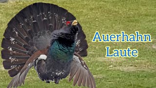 Die Laute des Auerhahns LoveNature Tierstimmen [upl. by Wilser21]