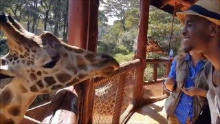 The Giraffe Center Nairobi Kenya September 2015 [upl. by Dalt462]