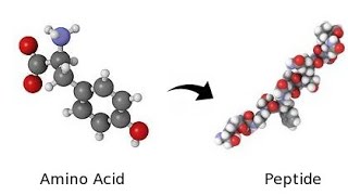 What are Peptides [upl. by Faxen]